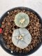 Lophophora williamsii 4-6 cm 10 years old seed ownroot flower seedling ロフォフォラ　烏羽玉　仔吹き サボテン