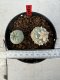 Lophophora williamsii 4-6 cm 10 years old seed ownroot flower seedling ロフォフォラ　烏羽玉　仔吹き サボテン