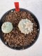 Lophophora williamsii 4-6 cm 10 years old seed ownroot flower seedling ロフォフォラ　烏羽玉　仔吹き サボテン