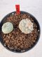 Lophophora williamsii 4-6 cm 10 years old seed ownroot flower seedling ロフォフォラ　烏羽玉　仔吹き サボテン