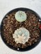 Lophophora williamsii 4-6 cm 10 years old seed ownroot flower seedling ロフォフォラ　烏羽玉　仔吹き サボテン