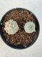 Lophophora williamsii 4-6 cm 10 years old seed ownroot flower seedling ロフォフォラ　烏羽玉　仔吹き サボテン