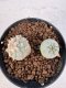 Lophophora williamsii 4-6 cm 10 years old seed ownroot flower seedling ロフォフォラ　烏羽玉　仔吹き サボテン