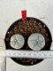 Lophophora williamsii 4-6 cm 10 years old seed ownroot flower seedling ロフォフォラ　烏羽玉　仔吹き サボテン