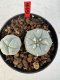 Lophophora williamsii 4-6 cm 10 years old seed ownroot flower seedling ロフォフォラ　烏羽玉　仔吹き サボテン