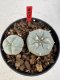 Lophophora williamsii 4-6 cm 10 years old seed ownroot flower seedling ロフォフォラ　烏羽玉　仔吹き サボテン