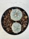 Lophophora williamsii 4-6 cm 10 years old seed ownroot flower seedling ロフォフォラ　烏羽玉　仔吹き サボテン