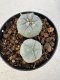 Lophophora williamsii 4-6 cm 10 years old seed ownroot flower seedling ロフォフォラ　烏羽玉　仔吹き サボテン