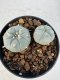 Lophophora williamsii 4-6 cm 10 years old seed ownroot flower seedling ロフォフォラ　烏羽玉　仔吹き サボテン