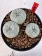 Lophophora williamsii 4-6 cm 10 years old seed ownroot flower seedling ロフォフォラ　烏羽玉　仔吹き サボテン