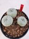 Lophophora williamsii 4-6 cm 10 years old seed ownroot flower seedling ロフォフォラ　烏羽玉　仔吹き サボテン