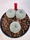 Lophophora williamsii 4-6 cm 10 years old seed ownroot flower seedling ロフォフォラ　烏羽玉　仔吹き サボテン