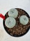 Lophophora williamsii 4-6 cm 10 years old seed ownroot flower seedling ロフォフォラ　烏羽玉　仔吹き サボテン