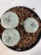 Lophophora williamsii 4-6 cm 10 years old seed ownroot flower seedling ロフォフォラ　烏羽玉　仔吹き サボテン