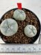 Lophophora williamsii 4-6 cm 10 years old seed ownroot flower seedling ロフォフォラ　烏羽玉　仔吹き サボテン