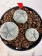 Lophophora williamsii 4-6 cm 10 years old seed ownroot flower seedling ロフォフォラ　烏羽玉　仔吹き サボテン