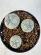 Lophophora williamsii 4-6 cm 10 years old seed ownroot flower seedling ロフォフォラ　烏羽玉　仔吹き サボテン