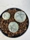 Lophophora williamsii 4-6 cm 10 years old seed ownroot flower seedling ロフォフォラ　烏羽玉　仔吹き サボテン