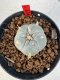 Lophophora williamsii 4-6 cm 10 years old seed ownroot flower seedling ロフォフォラ　烏羽玉　仔吹き サボテン