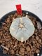 Lophophora williamsii 4-6 cm 10 years old seed ownroot flower seedling ロフォフォラ　烏羽玉　仔吹き サボテン