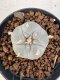 Lophophora williamsii 4-6 cm 10 years old seed ownroot flower seedling ロフォフォラ　烏羽玉　仔吹き サボテン