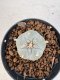 Lophophora williamsii 4-6 cm 10 years old seed ownroot flower seedling ロフォフォラ　烏羽玉　仔吹き サボテン