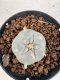 Lophophora williamsii 4-6 cm 10 years old seed ownroot flower seedling ロフォフォラ　烏羽玉　仔吹き サボテン