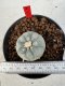 Lophophora williamsii 4-6 cm 10 years old seed ownroot flower seedling ロフォフォラ　烏羽玉　仔吹き サボテン