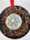 Lophophora williamsii 4-6 cm 10 years old seed ownroot flower seedling ロフォフォラ　烏羽玉　仔吹き サボテン