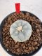 Lophophora williamsii 4-6 cm 10 years old seed ownroot flower seedling ロフォフォラ　烏羽玉　仔吹き サボテン