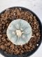 Lophophora williamsii 4-6 cm 10 years old seed ownroot flower seedling ロフォフォラ　烏羽玉　仔吹き サボテン