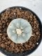 Lophophora williamsii 4-6 cm 10 years old seed ownroot flower seedling ロフォフォラ　烏羽玉　仔吹き サボテン