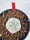 Lophophora williamsii 4-6 cm 10 years old seed ownroot flower seedling ロフォフォラ　烏羽玉　仔吹き サボテン