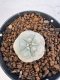 Lophophora williamsii 4-6 cm 10 years old seed ownroot flower seedling ロフォフォラ　烏羽玉　仔吹き サボテン