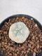 Lophophora williamsii 4-6 cm 10 years old seed ownroot flower seedling ロフォフォラ　烏羽玉　仔吹き サボテン