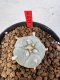 Lophophora williamsii 4-6 cm 10 years old seed ownroot flower seedling ロフォフォラ　烏羽玉　仔吹き サボテン