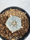 Lophophora williamsii 4-6 cm 10 years old seed ownroot flower seedling ロフォフォラ　烏羽玉　仔吹き サボテン