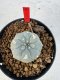 Lophophora williamsii 4-6 cm 10 years old seed ownroot flower seedling ロフォフォラ　烏羽玉　仔吹き サボテン