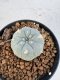 Lophophora williamsii 4-6 cm 10 years old seed ownroot flower seedling ロフォフォラ　烏羽玉　仔吹き サボテン