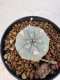 Lophophora williamsii 4-6 cm 10 years old seed ownroot flower seedling ロフォフォラ　烏羽玉　仔吹き サボテン