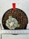 Lophophora williamsii 4-6 cm 10 years old seed ownroot flower seedling ロフォフォラ　烏羽玉　仔吹き サボテン