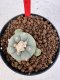 Lophophora williamsii 4-6 cm 10 years old seed ownroot flower seedling ロフォフォラ　烏羽玉　仔吹き サボテン