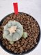 Lophophora williamsii 4-6 cm 10 years old seed ownroot flower seedling ロフォフォラ　烏羽玉　仔吹き サボテン