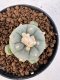 Lophophora williamsii 4-6 cm 10 years old seed ownroot flower seedling ロフォフォラ　烏羽玉　仔吹き サボテン