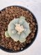 Lophophora williamsii 4-6 cm 10 years old seed ownroot flower seedling ロフォフォラ　烏羽玉　仔吹き サボテン