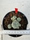 Lophophora williamsii 4-6 cm 10 years old seed ownroot flower seedling ロフォフォラ　烏羽玉　仔吹き サボテン