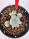 Lophophora williamsii 4-6 cm 10 years old seed ownroot flower seedling ロフォフォラ　烏羽玉　仔吹き サボテン