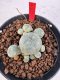 Lophophora williamsii 4-6 cm 10 years old seed ownroot flower seedling ロフォフォラ　烏羽玉　仔吹き サボテン