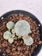 Lophophora williamsii 4-6 cm 10 years old seed ownroot flower seedling ロフォフォラ　烏羽玉　仔吹き サボテン