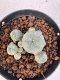 Lophophora williamsii 4-6 cm 10 years old seed ownroot flower seedling ロフォフォラ　烏羽玉　仔吹き サボテン